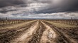 © cantika - Deep tire tracks mark a muddy rural lane dividing dormant grape cultivation rows under a brooding overcast sky