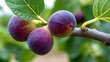 © Oleh - Purple common figs hanging from a tree branch, showcasing their vibrant color and fresh green leaves, symbolizing healthy eating, natural growth, and abundant summer harvest outdoors