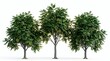 © gabriel - Three green trees with yellow fruits on white background