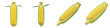 © Vini 7 - Set of four fresh corn cobs with green husks isolated on white background, raw sweet maize vegetable, healthy organic farm produce, agricultural harvest, culinary ingredient for cooking, summer harves