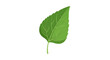 © iffa - Single green leaf with stem.