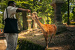 © Pedro Merino/Stocksy - Japanese deer feeding tradition