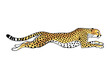 © atar - A side view illustration of a cheetah running at full speed.