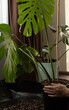 © Liliya Rodnikova/Stocksy - Monstera plant replanting