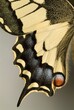 © Reinhard Hölzl/imageBROKER - Yellow Swallowtail (Papilio machaon), Schwaz, Tirol, Austria, Europe