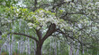 © yumiko - 日本：八千穂高原／白樺群生地に咲くズミ(Malus toringo、別名コナシ)／長野県・5月