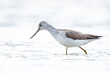 © Sander Meertins - Common greenshank, Tringa nebularia, foraging in wetlands