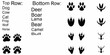 © Indira - Animal Footprint Silhouettes On White Background pawprint