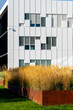 © yaqui_villegas - Ornamental grass grows beside metal planter and white facade, bringing urban garden texture to architecture near windows and sunlit lawn