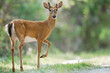 © Kike Arnaiz/Stocksy - White-tailed deer buck standing on a trail
