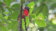 © Banu - Scarlet-rumped Trogon Perching on Branch in Borneo Tropical Rainforest