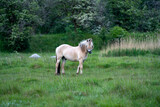 Norwegian Fjord horse standing alert in green pasture