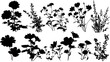 © Dw - Silhouettes of various flowering plants and wildflowers shown in black on white.