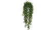 © Kamisama - Hanging Green Ivy Plant Isolated on Transparent Background for Design Projects