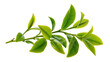 © Sarah - Green tea leaves branch fresh plant agriculture