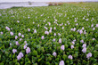© Achmad Agus Ilyas - Wide angle landscape of vast lake covered with blooming purple water hyacinth flowers