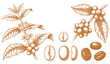 © Hand Made - Hand drawn coffee plant branch with leaves, flowers, berries and roasted beans set. Vintage engraved style illustration for coffee shop or cafe menu.