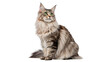 © Hanna - Beautiful fluffy longhair grey cat sitting looking at camera isolated on transparent background