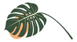 © Rudro - Single large green monstera deliciosa leaf with its characteristic holes placed over an abstract orange organic background shape.