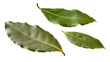 © Francisco - Isolated fresh green bay leaves for culinary seasoning and Mediterranean cooking ingredient