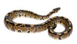 © bisef - Ball python snake, python regius, isolated on transparent background