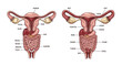 © Abi - Detailed human female anatomy diagram showcasing reproductive and digestive systems with internal organs and labels.
