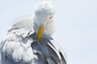 © oscar_wildeyes - American Herring Gull (Larus Smithsonianus) Una  mirada desafiante en la naturaleza | fotografia de naturaleza.A Defiant look in nature | nature photography