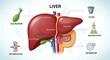 © deski - Human Liver Anatomy and Function Diagram.