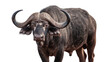 © Femke - African buffalo with large curved horns and dark textured fur