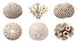 © Glenn - Assortment of dried white sea shells and intricate corals, showcasing diverse marine life textures on transparent.