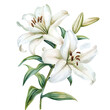 © soltrex - watercolor of Lily Branch graphic, isolated on a white background.