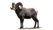 © Moumita - A large male bighorn sheep with big curled horns standing in a calm side profile pose