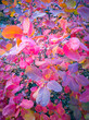 © Feoktistova - Bright pink autumn leaves on branch colorful fall foliage in nature closeup
