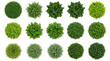 © MdMoklesur - Top View Set of Various Green Trees and Shrubs for Architectural Landscape Design and Garden Planning Isolated on White Background