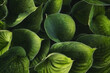 © Travel 'n' Lifestyle - View of large green hosta leaves with visible veins and small water droplets in soft light Poland.
