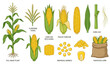 © Md - Detailed maize plant and corn cob vector set with kernels for agriculture design