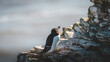 © Neil_Benison_Photos - Razorbills Resting and Nesting on the Dramatic Sea Cliffs of Bempton in North Yorkshire, May 2026