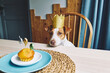 © VISTA by Westend61 - Jack Russell terrier wearing a crown looks at a birthday muffin
