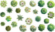 © Allah Meherban - Watercolor tree top view collection, 24 landscape architecture symbols, green garden plant icons for site plan design
