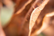 © Patricia Fragoso - amazing natural beige leaf texture