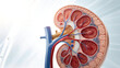 © MFAYEJURRAHMAN - Human kidney with nephron structure illustration