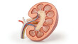 © MFAYEJURRAHMAN - Human kidney with blood vessels cross section