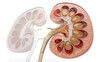 © MFAYEJURRAHMAN - Human kidney cross section anatomy illustration