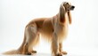 © miss irine - Elegant afghan hound with long cream fur poses gracefully. This tall breed displays regal stance against clean white background, its silky coat flowing. Ideal for fashion pet ads or luxury branding.