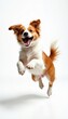 © Pete - Playful brown and white dog leaps high in air. Energetic canine shows happy expression, open mouth, tongue out, ears alert. Active dog, joy, fun, movement.