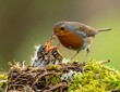 © kbasah dani - European robin perched on fallen log in woodland.