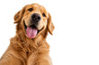 © MJ iceberg - Happy golden retriever dog with tongue out, looking directly at the camera and isolated on a clean white background. Friendly pet portrait with expressive eyes, fluffy golden fur, and cheerful