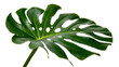 © Aliona - Large green monstera deliciosa leaf with natural holes, isolated on transparent background
