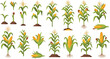 © Ratna - Corn Plant Growth Stages with Maize Stalks Leaves Roots and Yellow Cobs Vector Illustration Set