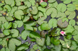 © Tokuyiro - 初夏の池の水面を埋め尽くす青々とした睡蓮の葉と一輪の可憐なピンクの花